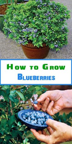 how to grow blueberries in the garden