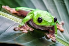 a green frog sitting on top of a leaf