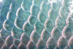 a close up view of a fish's tail through a glass window