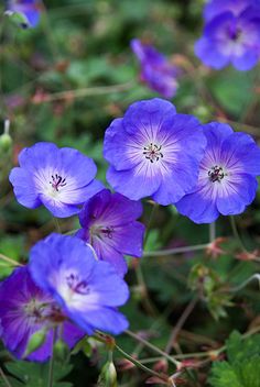 some purple flowers are growing in the grass