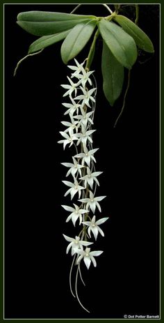 white flowers are growing on the side of a plant with long green leaves hanging from it's stems