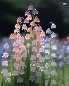 some pink and white flowers are in the grass