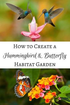 how to create a hummingbird and butterfly habitat in the garden with text overlay