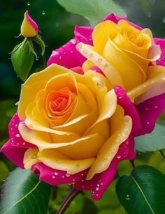 two yellow and pink roses with water droplets on them