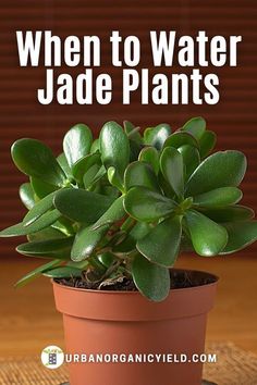 a potted plant with the words when to water jade plants