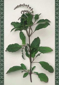 a plant with green leaves on a white background and a black border around the edges