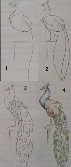 the steps in how to draw a peacock