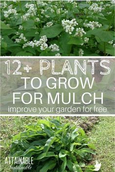 some plants that are growing in the grass with text overlay reading 12 plants to grow for mulch improve your garden for free