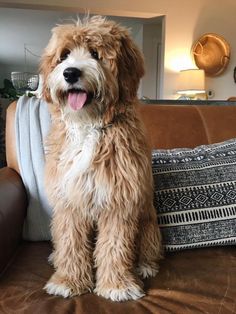 a shaggy brown dog sitting on top of a couch