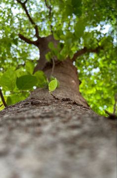 a small green leaf sitting on the trunk of a tree in front of some trees