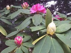 pink flowers are blooming on the top of green leaves and trees in the background