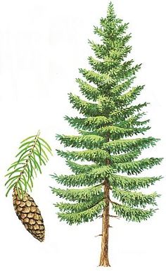 a drawing of a pine tree with a cone hanging from it's branch