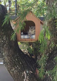 a cat sitting in a wooden birdhouse on top of a tree branch with its eyes closed