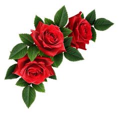 three red roses with green leaves are on a white background and there is no image here to provide a caption for