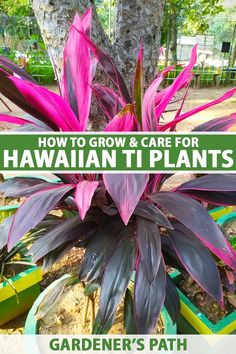 a purple plant with the words how to grow and care for hawaiian ti plants