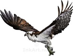 an eagle flying with a fish in its talon