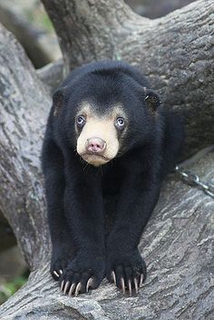 a small black bear sitting on top of a tree branch with its paws in the air