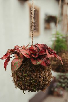 two hanging planters with red and green plants in them, one is filled with moss