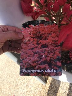 a person holding up a card that says euonymus albatus in front of some red flowers