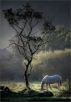 a white horse grazing on grass next to a tree in the middle of a field