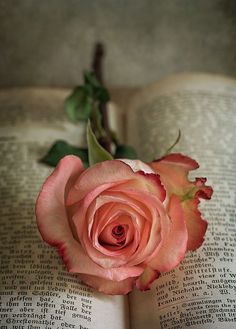 a pink rose sitting on top of an open book