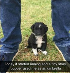 a small black and white puppy sitting on top of grass next to someone's legs