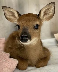 a baby deer laying on top of a bed