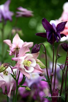 purple and white flowers blooming in a garden