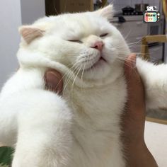 a person holding a white cat in their hands