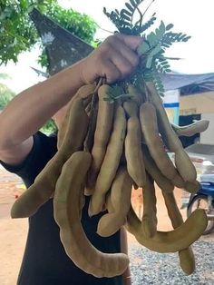 a person holding up a bunch of bananas