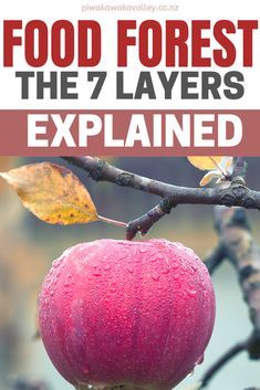 an apple on a tree branch with the text food forest the 7 layers explainer