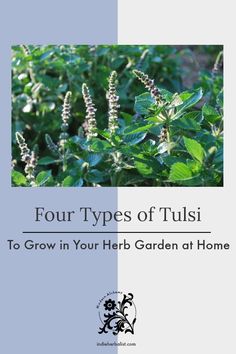 four types of tulsi to grow in your herb garden at home