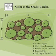 the color in the shade garden is green and has many different types of plants on it