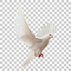 a white dove flying with its wings spread in the air, on a transparent background