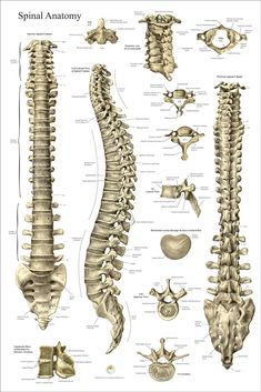 a diagram of the back and neck bones