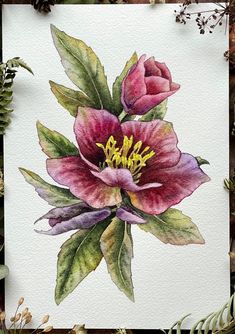 a watercolor painting of a pink flower with green leaves and pine cones in the background