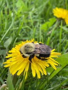 a bee sitting on top of a yellow dandelion in the middle of some grass