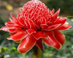 a red flower with green leaves in the background