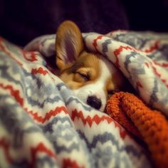 a small dog laying on top of a bed under a blanket covered in an orange and white blanket