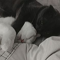 a black and white cat laying on top of a bed next to a stuffed animal