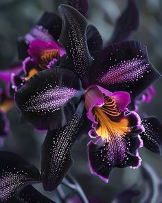 purple and black orchids with white dots on their petals are blooming in the garden