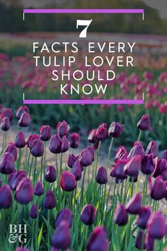 purple tulips with text that reads 7 fact every tulip lover should know