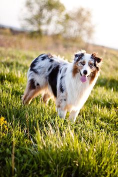 a dog standing in the grass with its tongue out