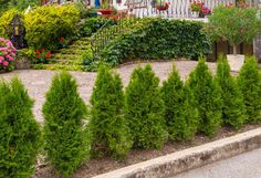 a row of bushes in front of a house