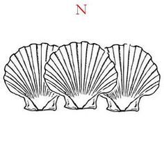 three scallop shells on a white background with the letter n in red ink