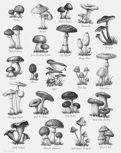 a bunch of different types of mushrooms in black and white on a sheet of paper