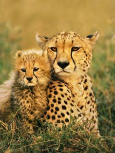 two cheetah cubs sitting next to each other in the grass