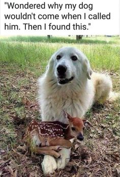 a dog is sitting next to a baby deer