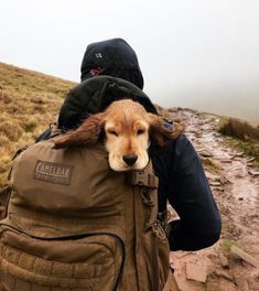 a person with a dog in their back pack