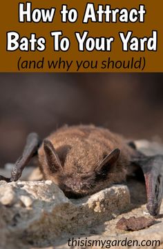 how to attract bats to your yard and why you should